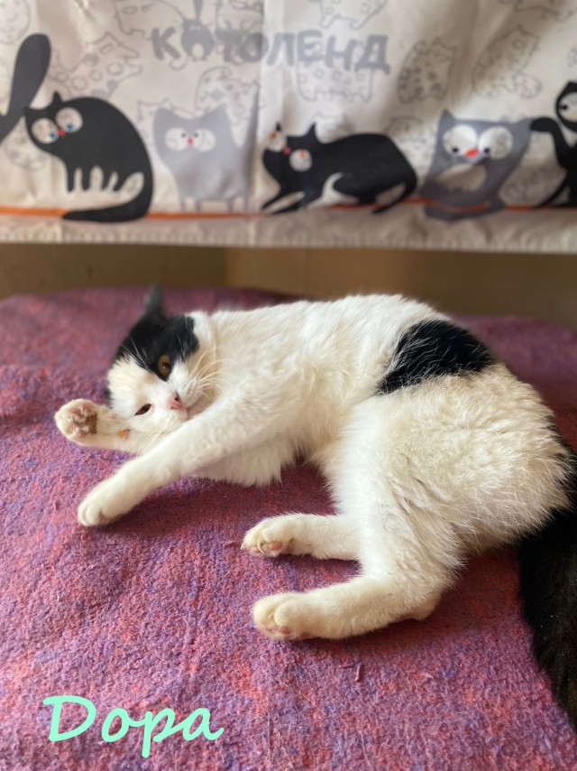 Жизнь домашнего приюта "Котоленд" 379