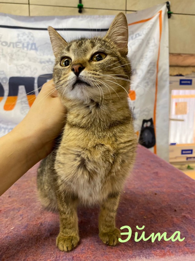 Жизнь домашнего приюта "Котоленд" 384