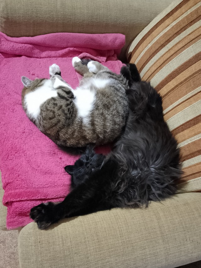 Котовторник, просто Барс
