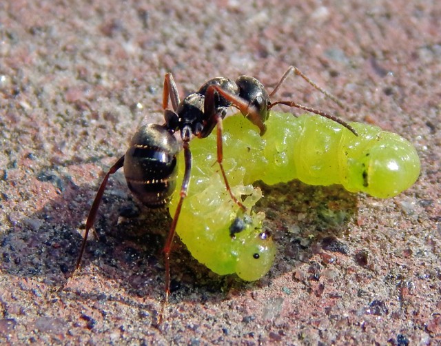Уральское лето моими глазами