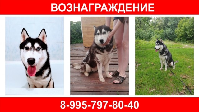 Помогите найти Тотошку (г. Орел⁠⁠)