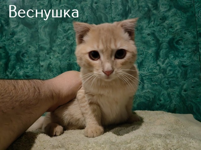 Жизнь домашнего приюта "Котоленд" 419