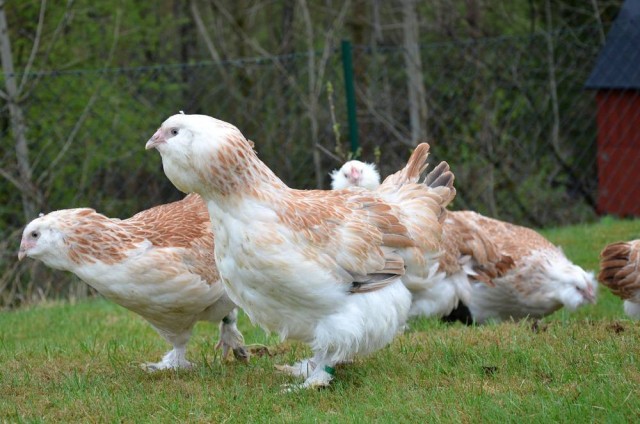 Веселая ферма: приехали цыплята!
