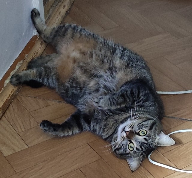 Толстые коты