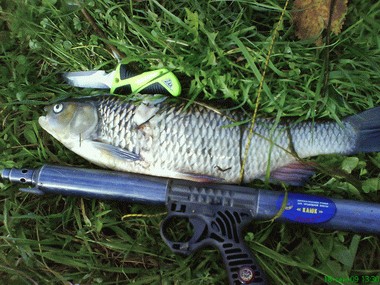 Ловля голавля на майского жука.