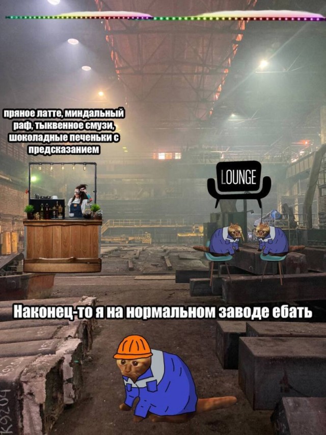 Компания взяла на работу 11 котов, чтобы спасти айтишников от выгорания — эксперимент удался!