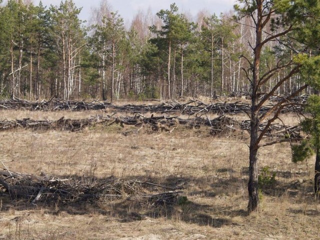 Чем закончился эксперимент по облучению леса цезием-137 в США⁠⁠