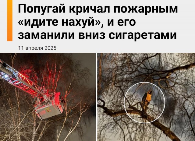 В Швеции попугай «сбежал» из дома и уселся на высоком дереве.