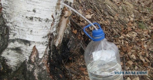 Как сохранить березовый сок?