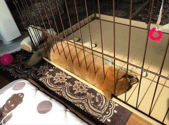 Так всякие картинки