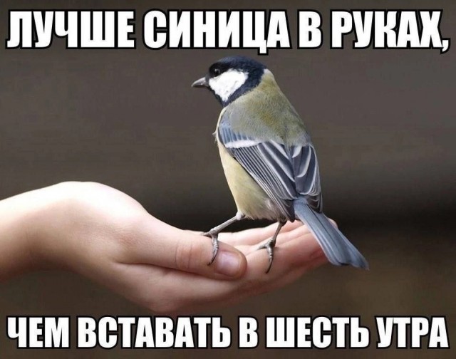 Немного картинкафф для настроения (баяны-перебаяны)