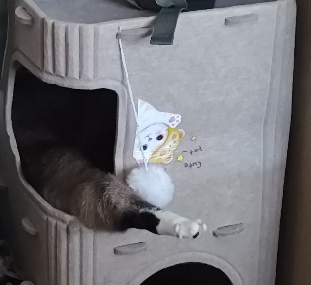 Котовторник скоро.
