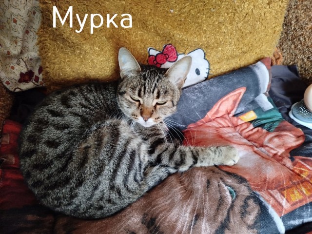 Жизнь домашнего приюта "Котоленд" 510