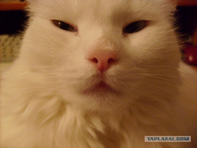 Котовторник 9.07.2013