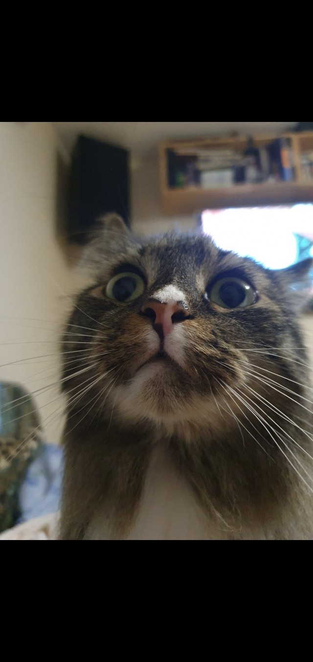 Котовторник же!