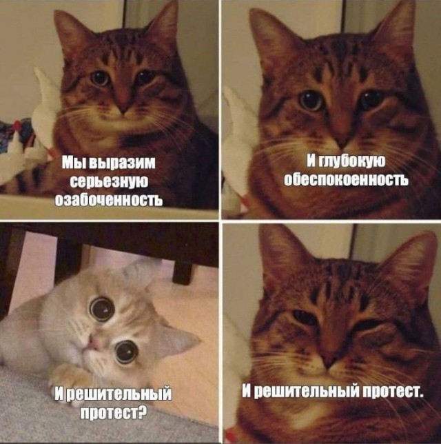 Веселых картинок вам в ленту