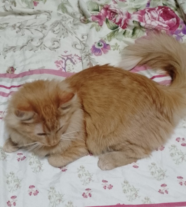 А котовторник уже пришёл?