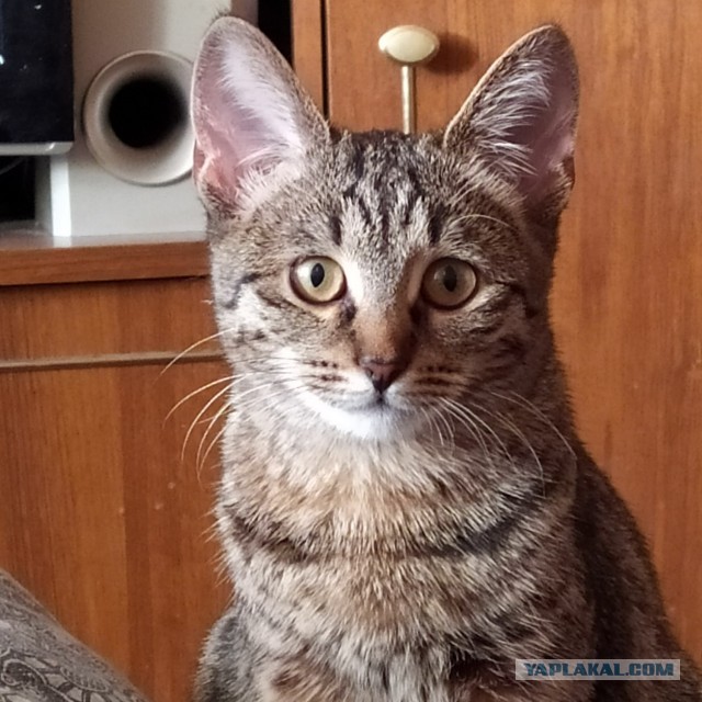 Котовторник! И я теперь дважды раб