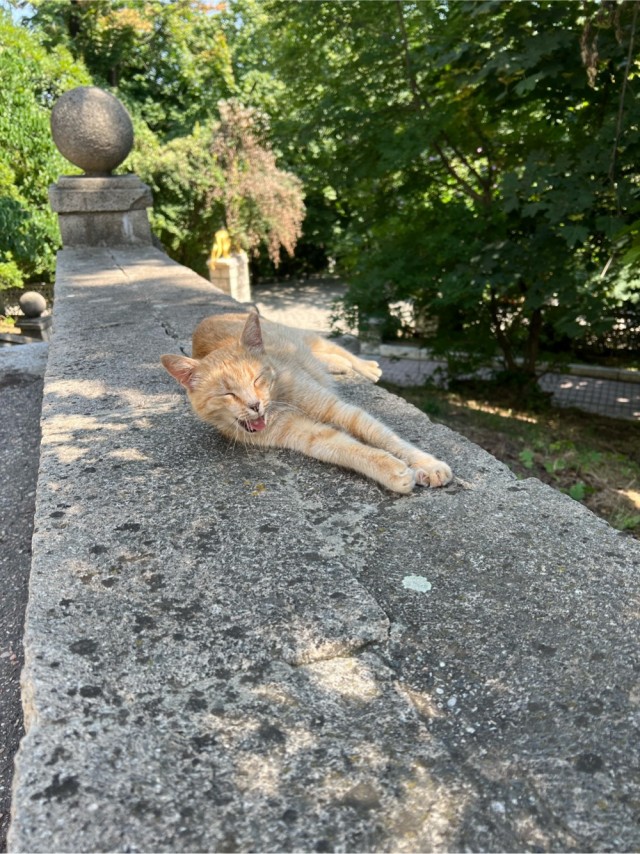 Уличные котики