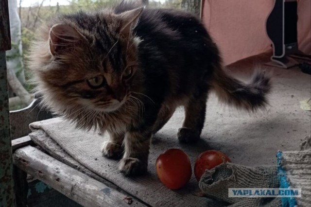 Котенок …
