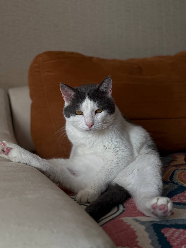 Котовторник