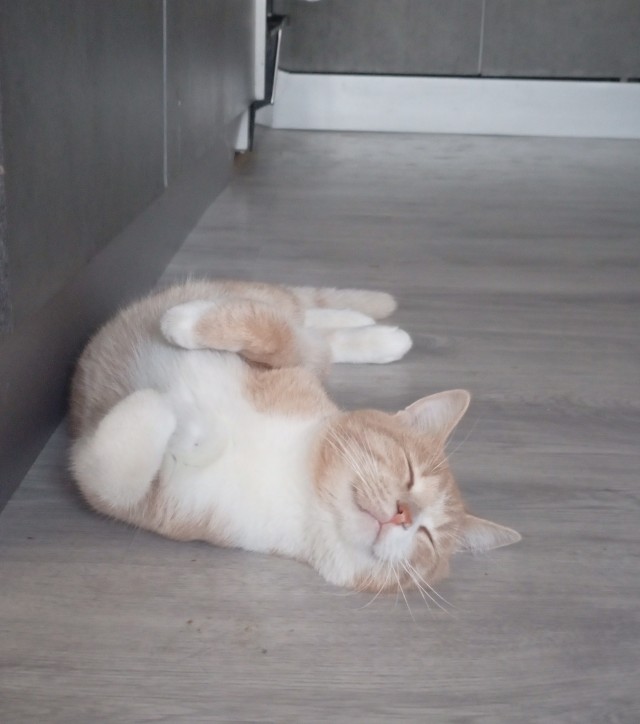 Почему коты никогда не извиняются