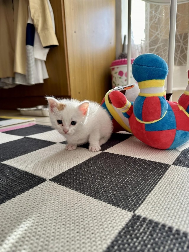 Было — Стало (котовторник)