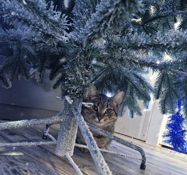Ещё котики, пока властвует вторник))