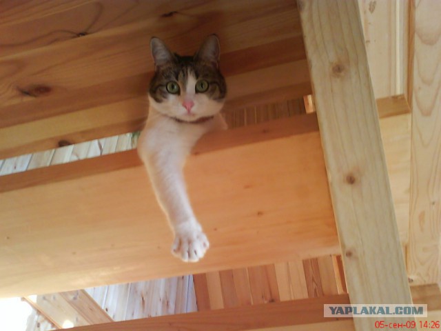Про спасенных котеек