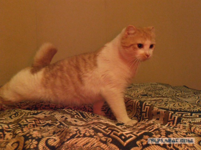 Про спасенных котеек