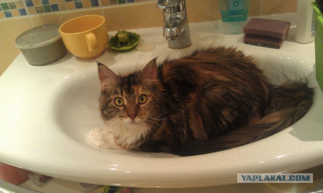 Котик