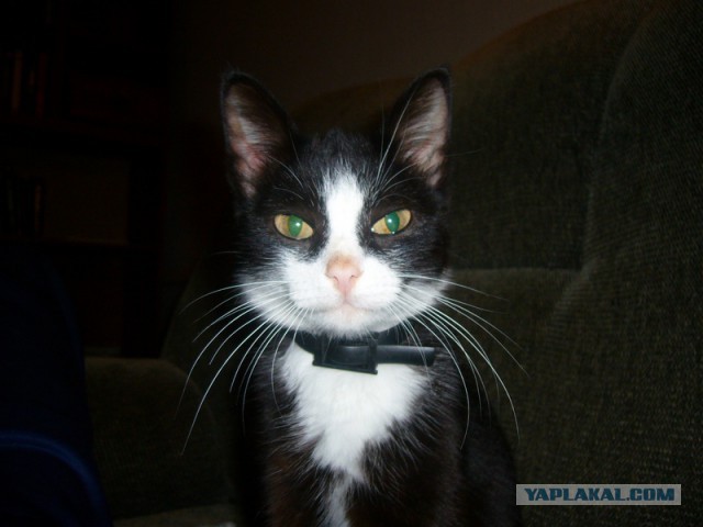 Котовторник  28.01.14