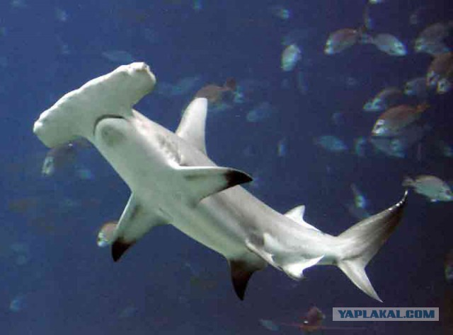 Вот так охотится рыба-пила