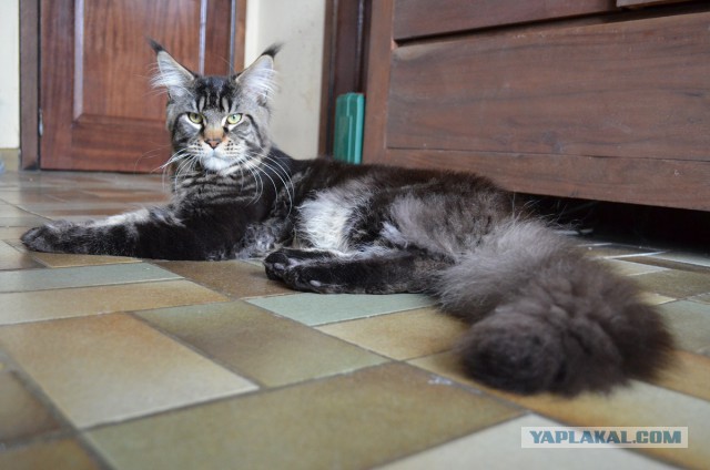 Котовторник  08.07.2014