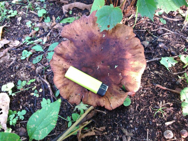 «Грибное чтиво»