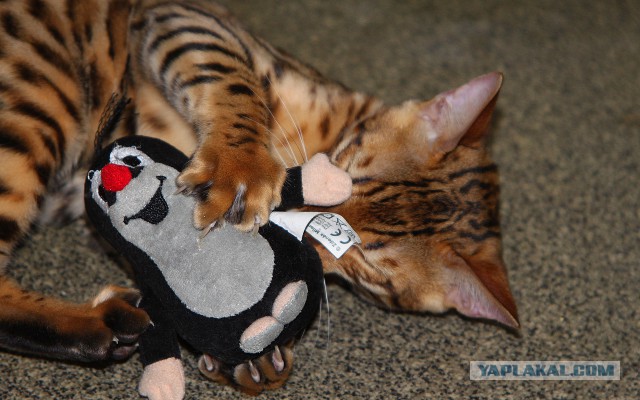 Котовторник 30.09.2014