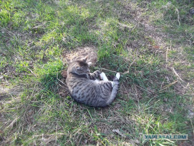 Жизнь домашнего приюта для котеек