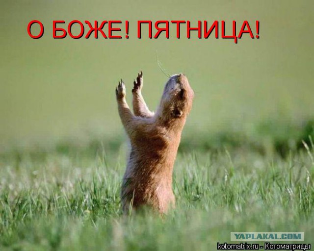 Веселости на пятницу