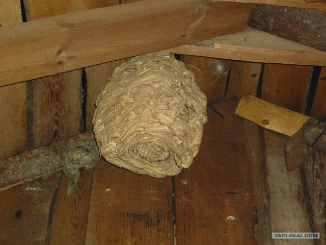 Новые "жильцы" в общежитии