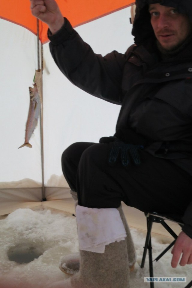 Корюшка зовет! Охота на рыбу-огурец