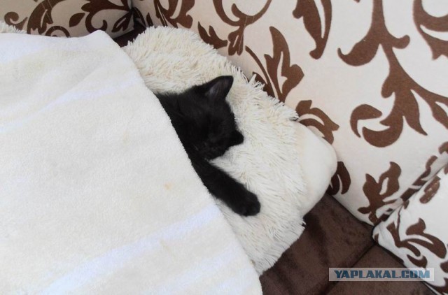 Котовторник 25.08.2015