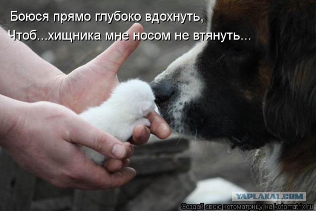 Собаки против котов