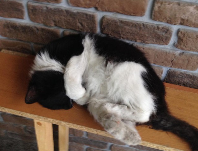 Котовторник 20.10.2015