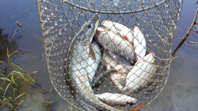 История одной летней рыбалки