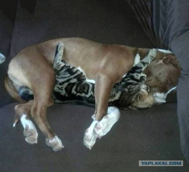 То, что улыбнуло в 2015