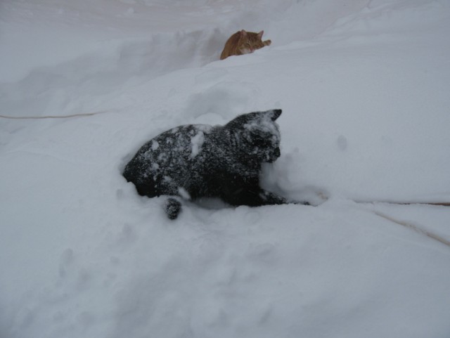 Котовторник 19.01.2016