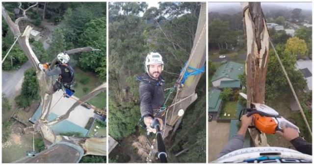 Спиливание 40-метрового дерева в Австралии