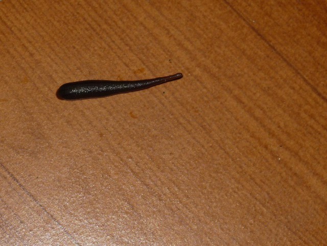 Герудотерапия