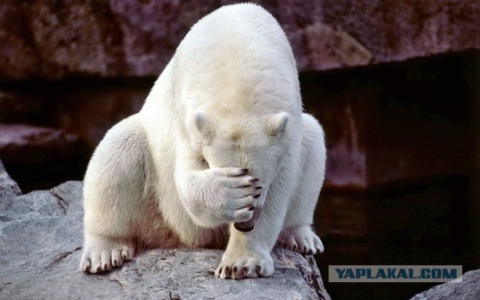 Стыдно, Товарищи!