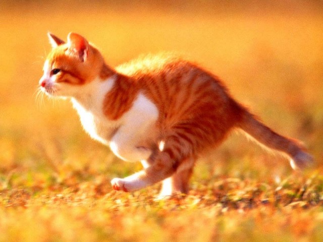 КошкоЛето!
